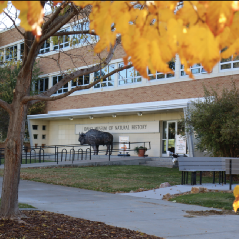 Fall leaves in the foreground with a bison statue in background