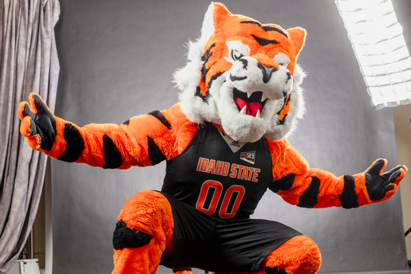 The new Bennie the Bengal posing in front of a studio background