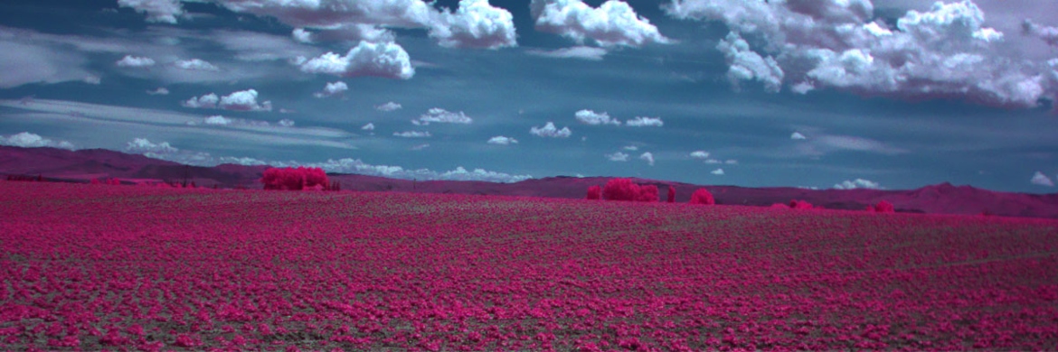 Agricultural field photo from drone camera in false color so plants are pink