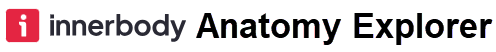 Logo with Added text: Innerbody Anatomy Explorer