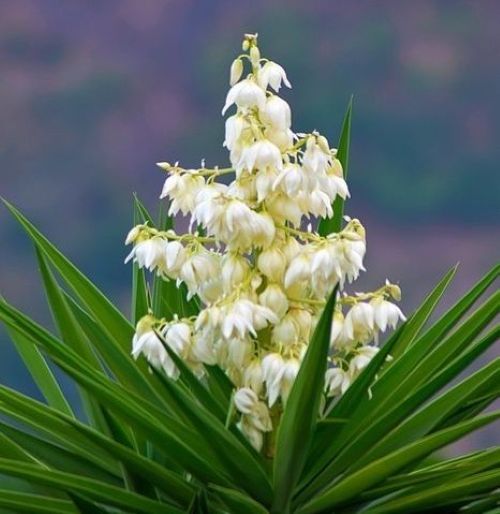 Yaneth Orellana Anderson, LCSW