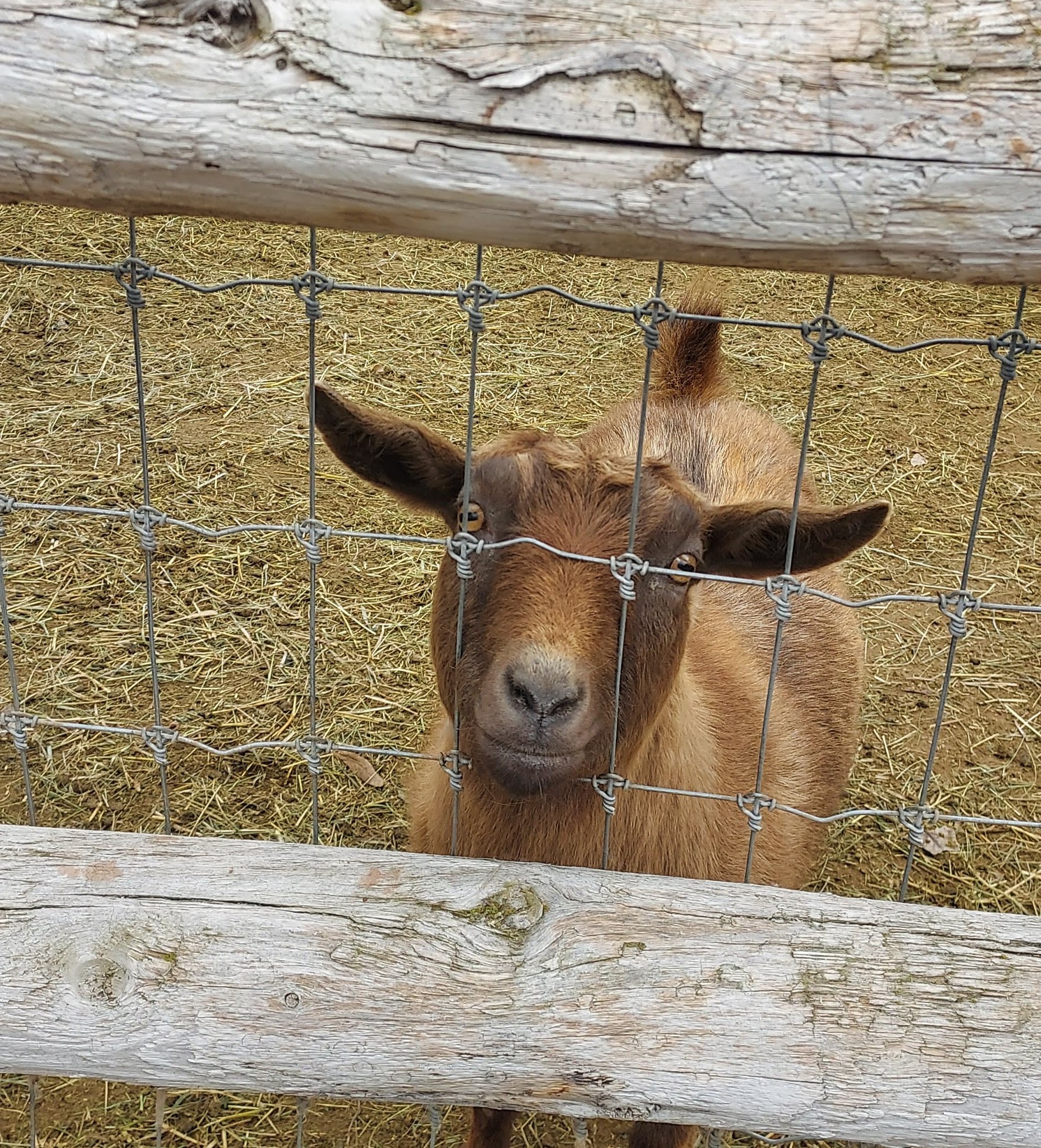 Goat staring at ISU researcher behind the camera.