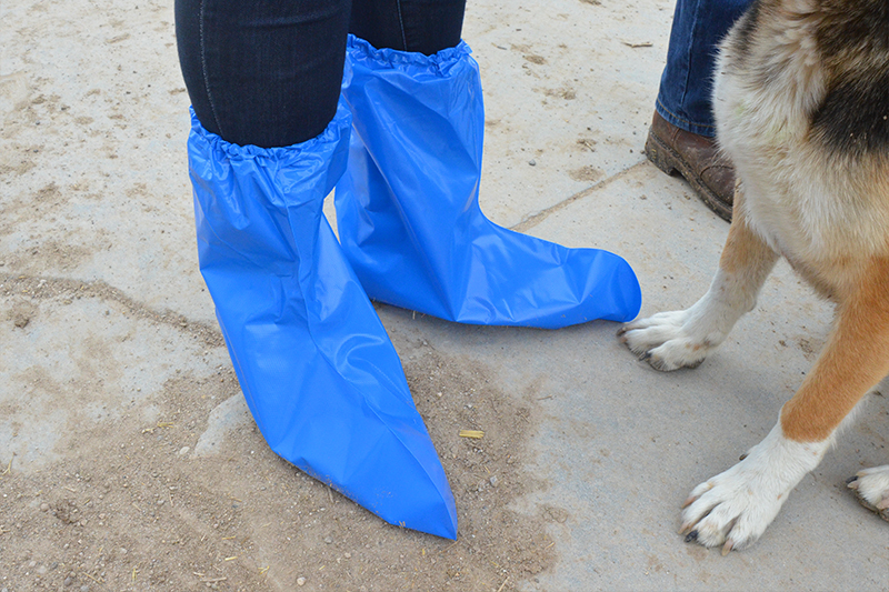 Dairy West provides stylish blue plastic boot covers for anyone needing them during a dairy farm tour