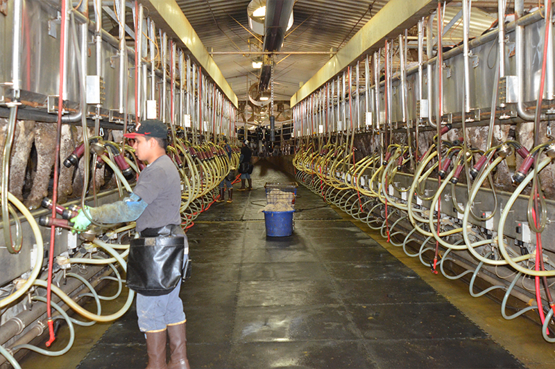 The milking barn at Eagle Ridge Dairy can hold 60 cows at one time, 30 on each side of a long aisle.