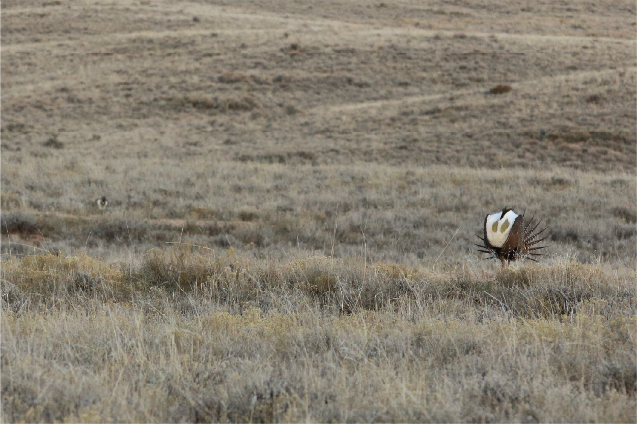 Sunset with mountains in background and sagebrush in foreground