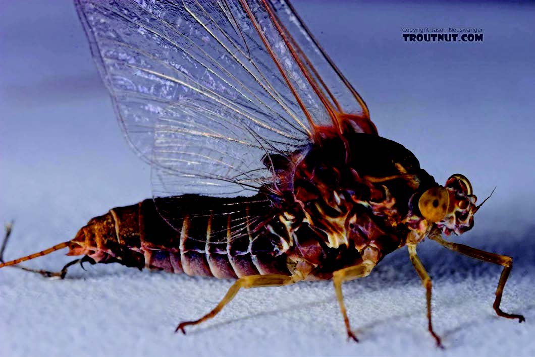 Mayfly Adult Female