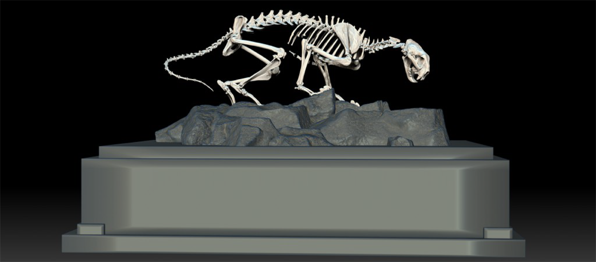 Mountain Lion Skeleton