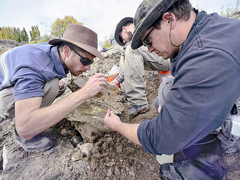 Students excavate a Bison Latifrons under the direction of Dr. Mary Thompson