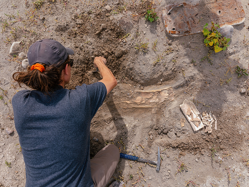 A researcher unearthing a large fossil