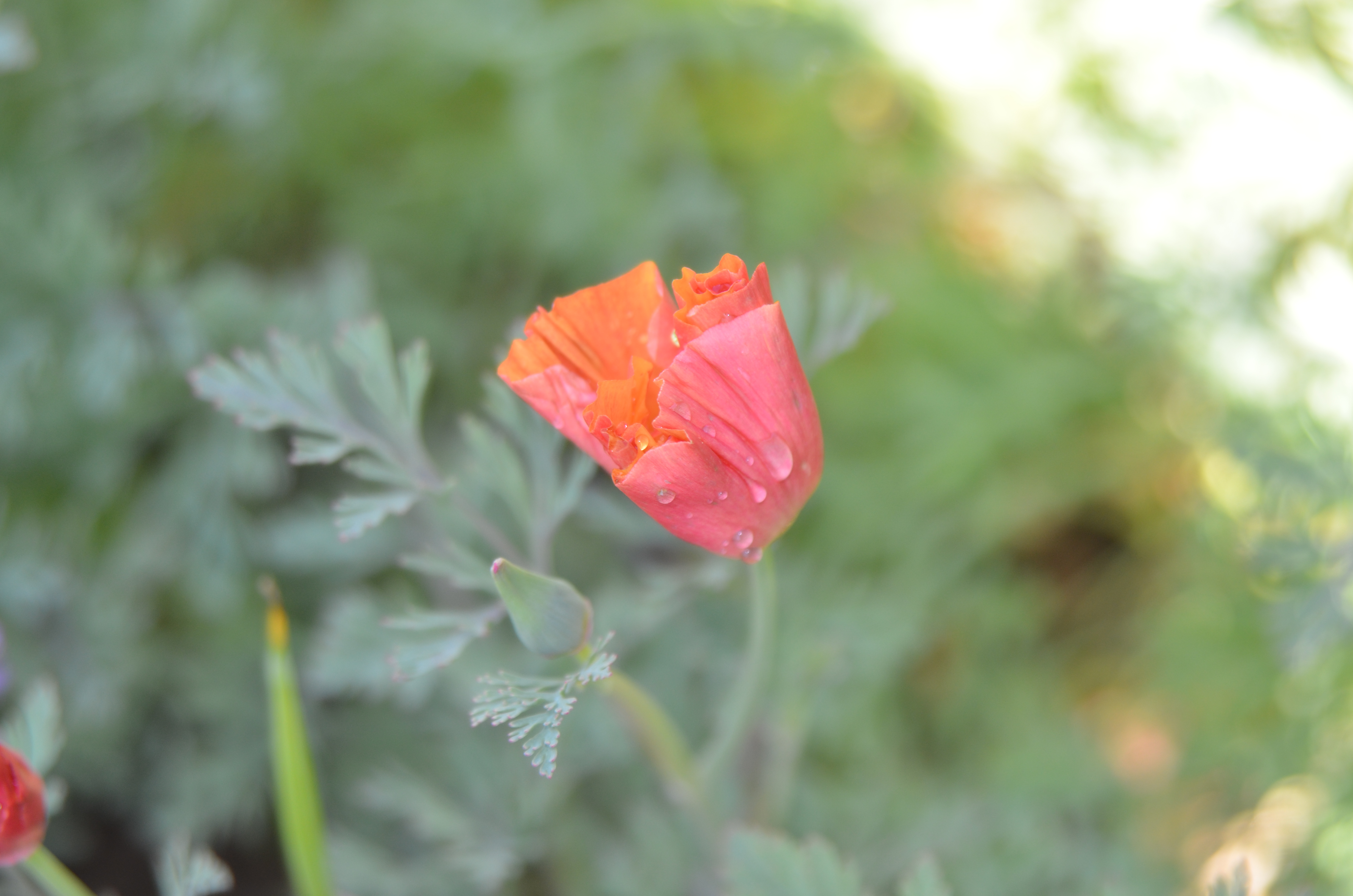 Pink poppy with drops of dew