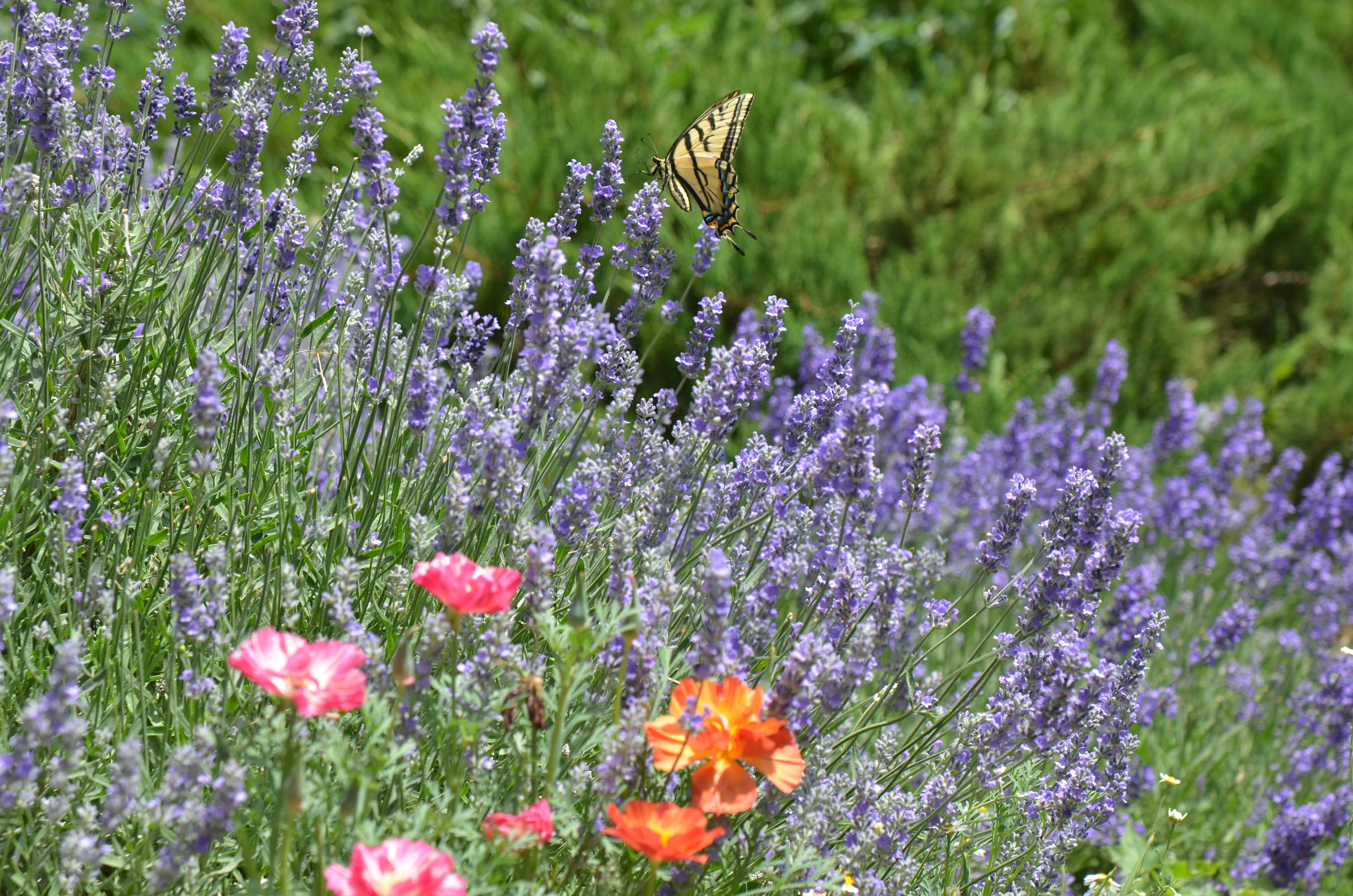 Purple sage plant with yellow butterfly