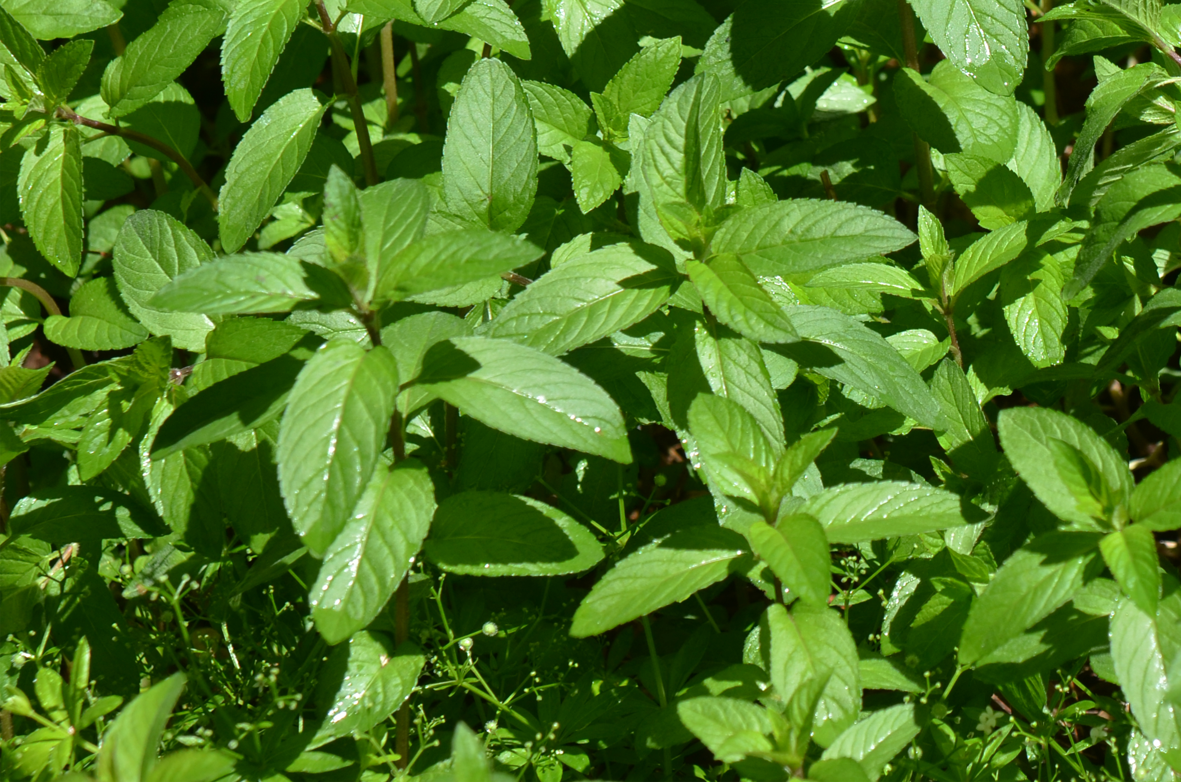 pepper mint leaves