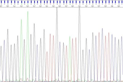 Basecalls during DNA sequencing