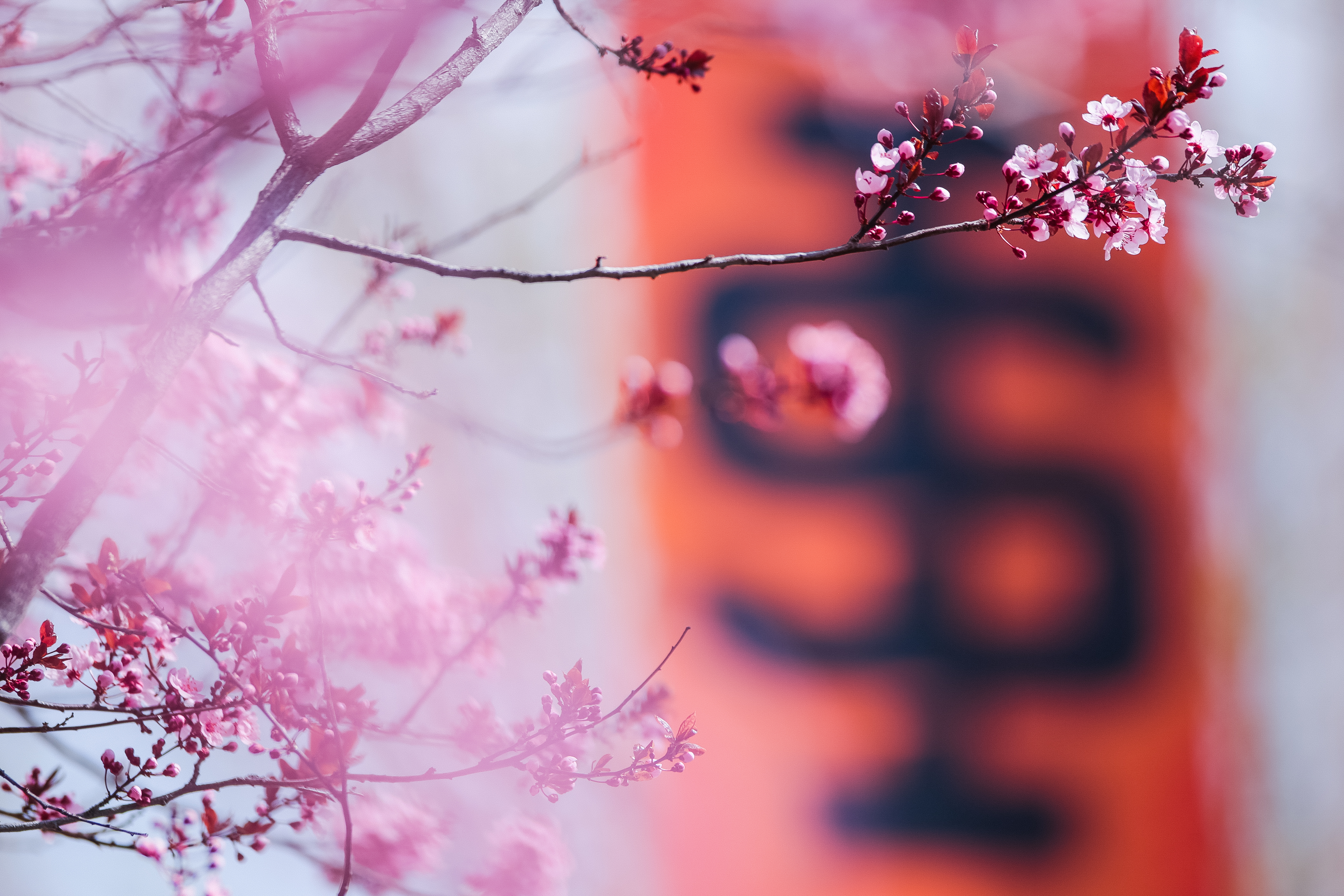 A spring cherry blossom in the foreground, with an ISU mark in the background.