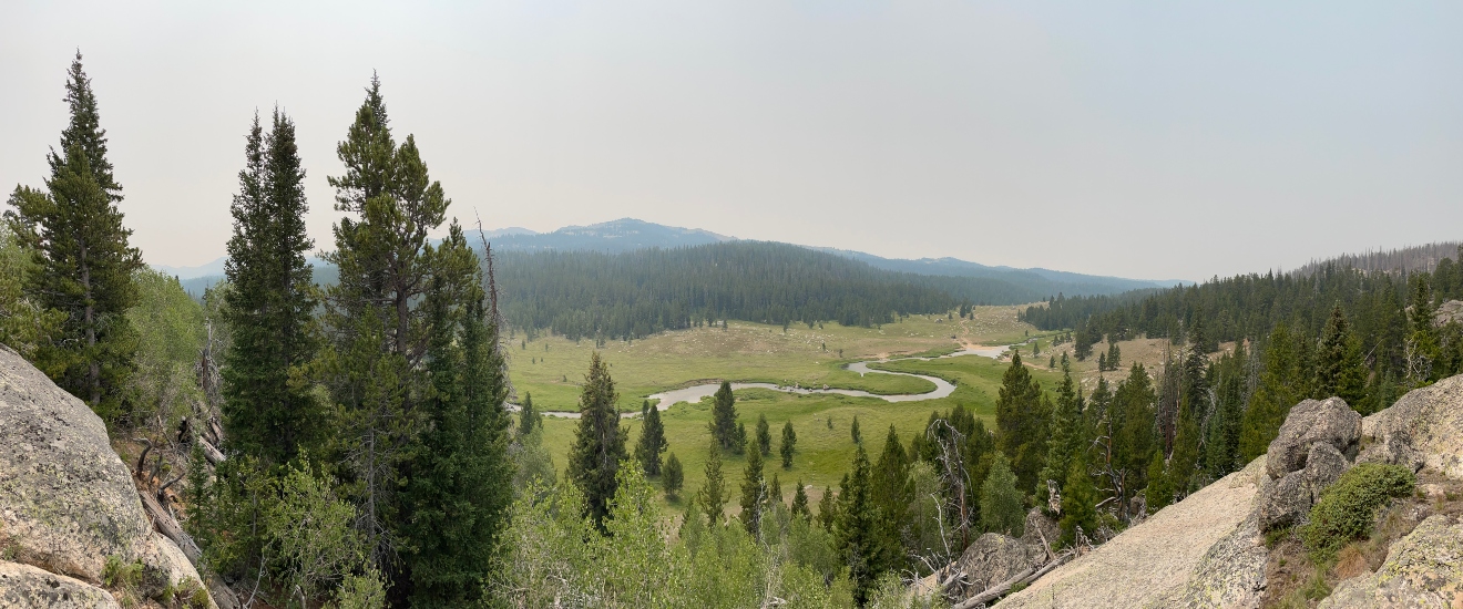 A winding trail with pine trees.