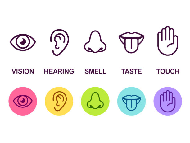 illustration of the five senses