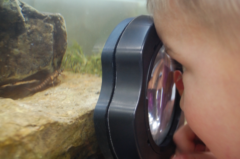 A photo of a child looking through a magnifying glass at an aquatic insect in an aquarium. 