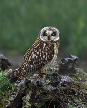Photo of short-eared owl perched on the ground.