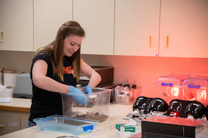 Kayla Pavlick placing a cockroach in a container in the lab