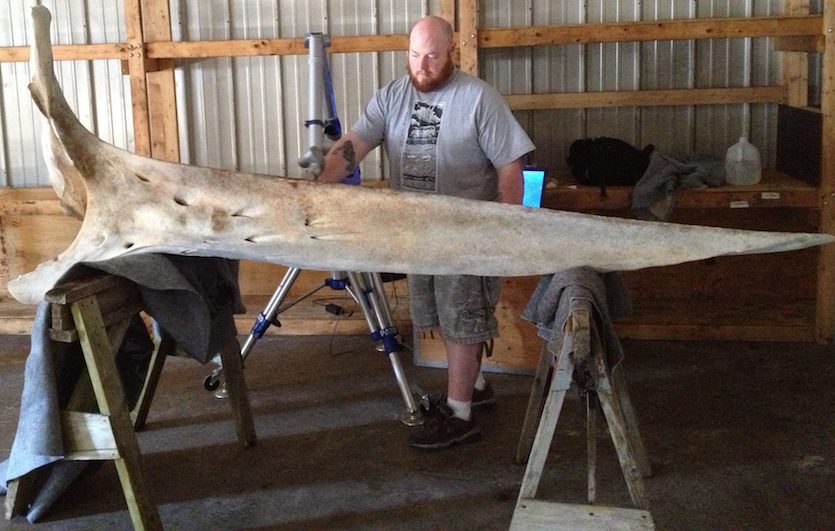  Jesse Pruitt scanning a humpback whale jaw bone