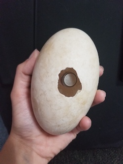 Microphone in hollowed-out egg