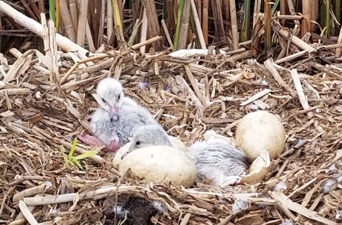 Newly hatched swan cygnets on the nest. 
