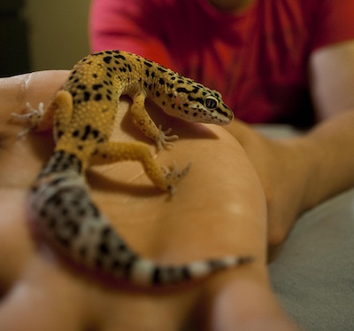 Photo of leopard gecko on a person's hand.