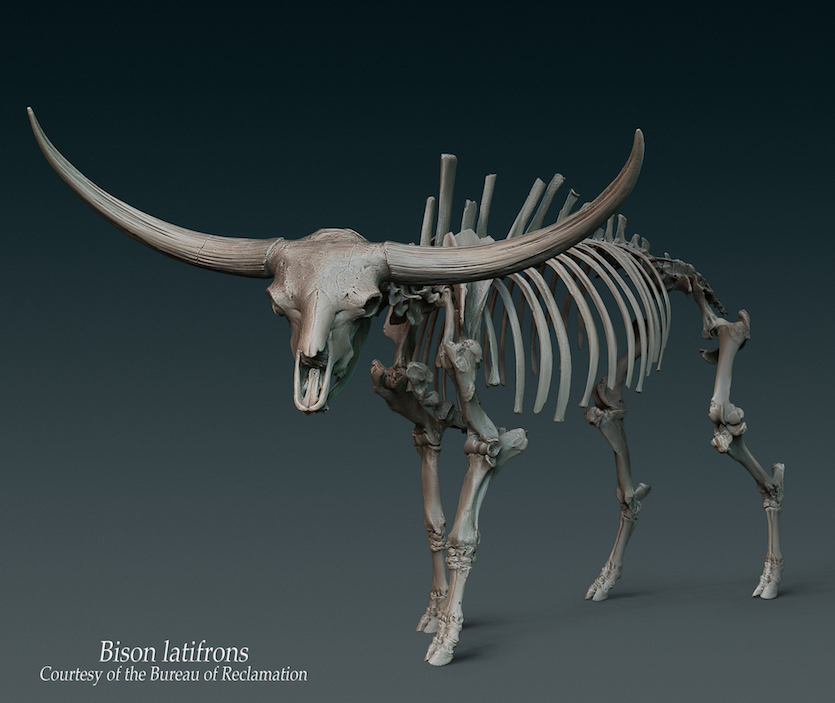 Image of ancient bison skeleton. 