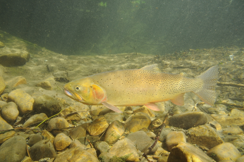 Photo of a Cutthroat Trout swimming underwater.
