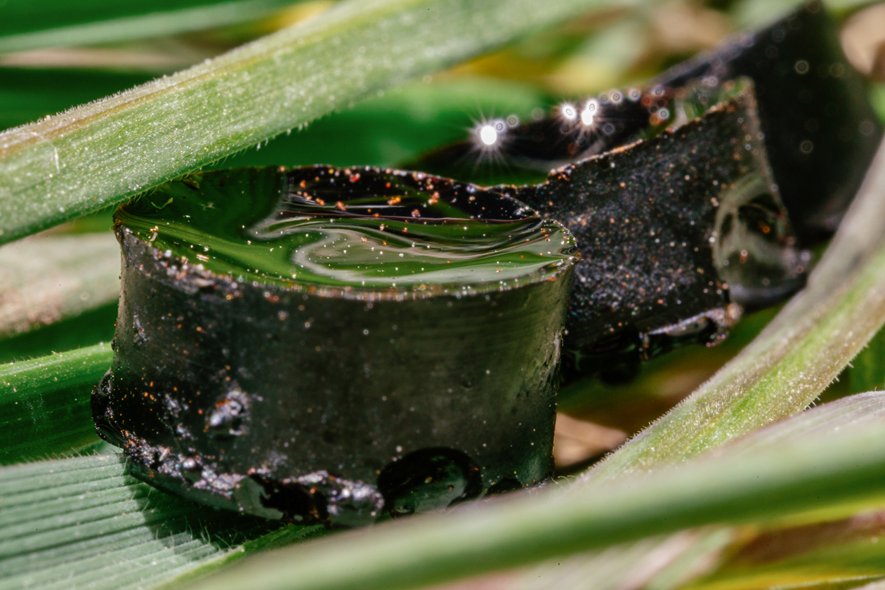 Sulfur-based hydrogels developed by Cori Jenkins, an associate professor of Chemistry at Idaho State University.