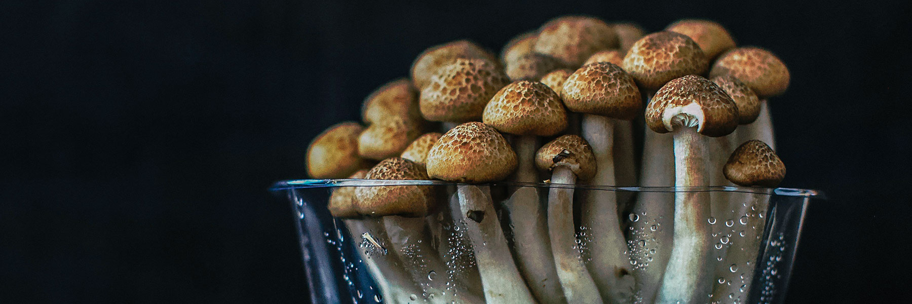 Mushrooms in glass bowl