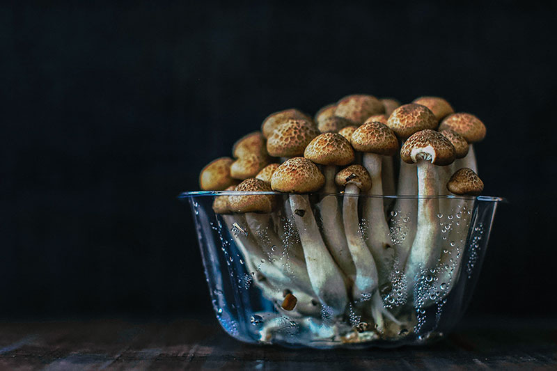 Mushrooms growing in glass bowl