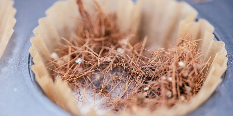 Mycelium, the root of the mushroom, begins to grow in its container.