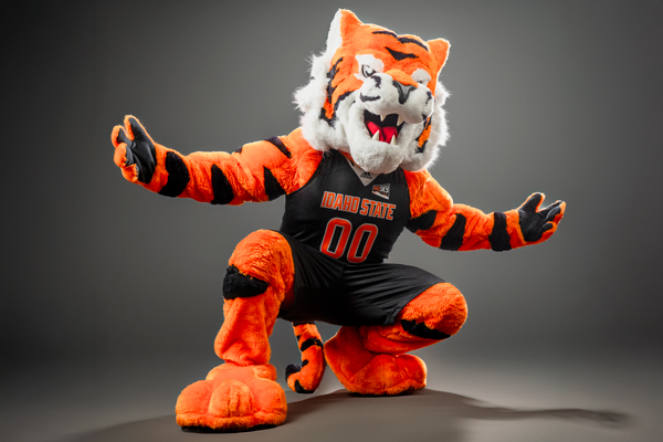 The new Bennie the Bengal posing in front of a studio background