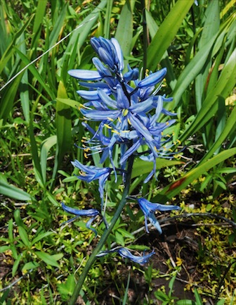 A camas flower. (Photo courtesy of Idaho Museum of Natural History)